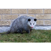 Happy Possum Catcher Sydney, Sydney Happy Possum Catcher Sydney, Sydney