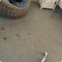 Lotus Carpet Cleaning Sydney, Sydney Lotus Carpet Cleaning Sydney, Sydney