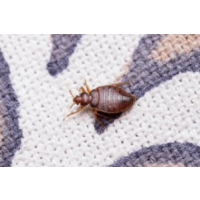 Pest Patrol Bed Bug Removal Melbourne, Melbourne Pest Patrol Bed Bug Removal Melbourne, Melbourne