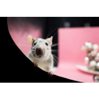 Sure Fire Rodent Control Melbourne, Melbourne Sure Fire Rodent Control Melbourne, Melbourne