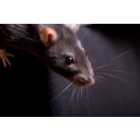 Sure Fire Rodent Control Sydney, Sydney Sure Fire Rodent Control Sydney, Sydney