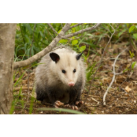 Sure Fire Possum Removal Perth, Perth Sure Fire Possum Removal Perth, Perth