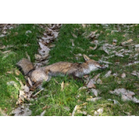 Sure Fire Dead Animal Removal Melbourne, Melbourne Sure Fire Dead Animal Removal Melbourne, Melbourne
