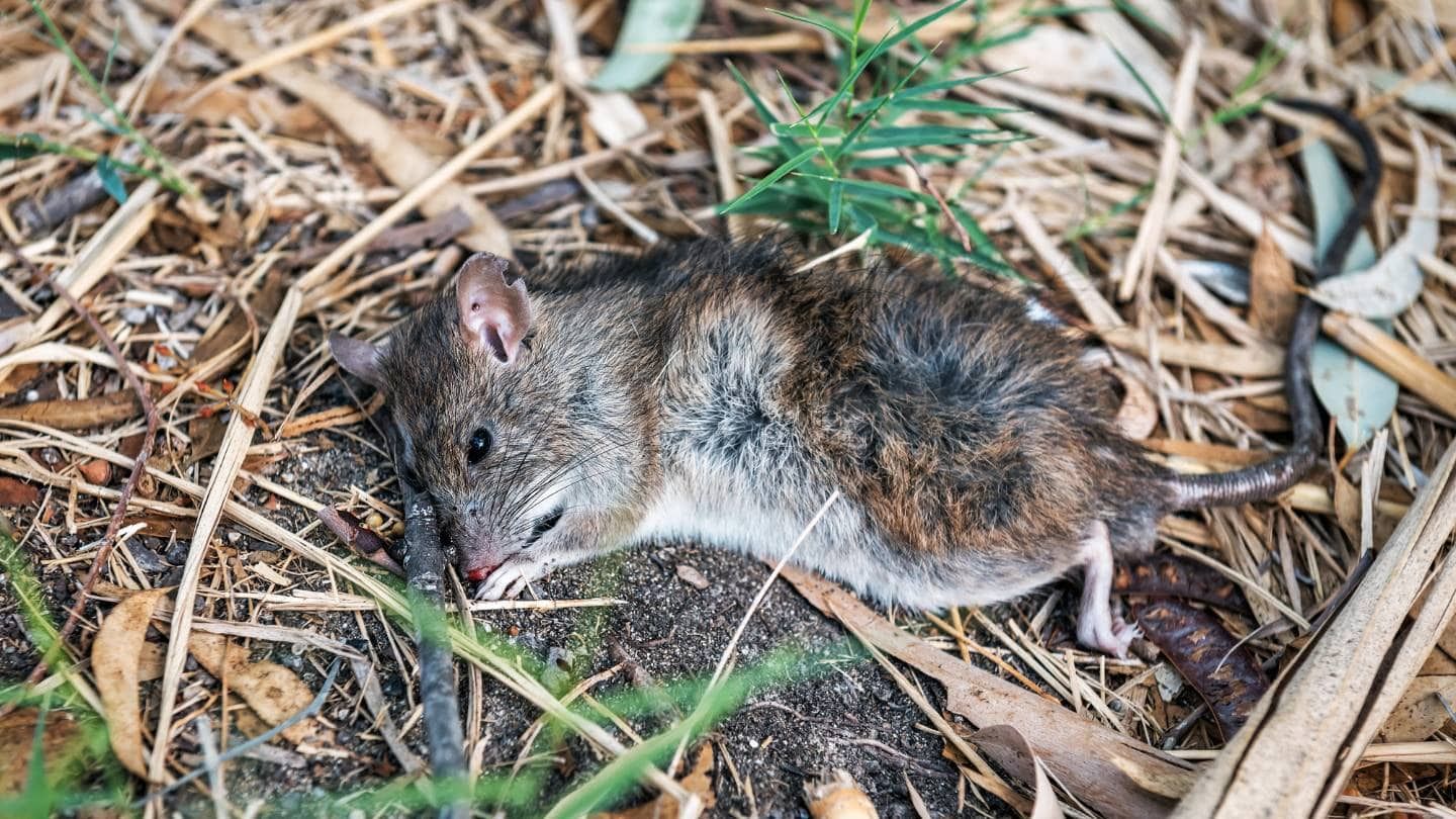 Sure Fire Dead Animal Disposal Brisbane Brisbane