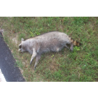 Sure Fire Dead Animal Removal Sydney, Sydney Sure Fire Dead Animal Removal Sydney, Sydney