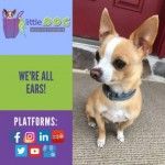 Little Dog Social Media, Cumberland, logo