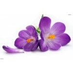 Generous Treasures, Greater Noida Generous Treasures, Greater Noida, logo