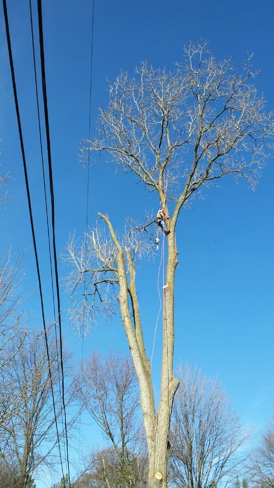 CA Tree Removal of Stouffville Whitchurch-Stouffville