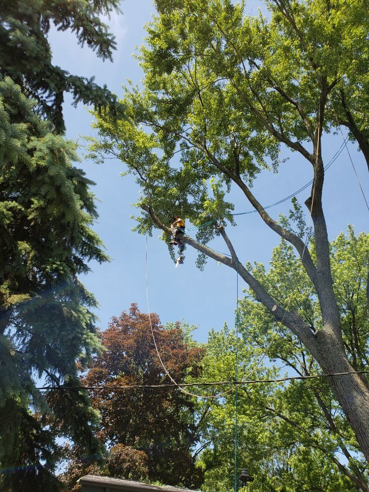 CA Tree Removal of Stouffville Whitchurch-Stouffville