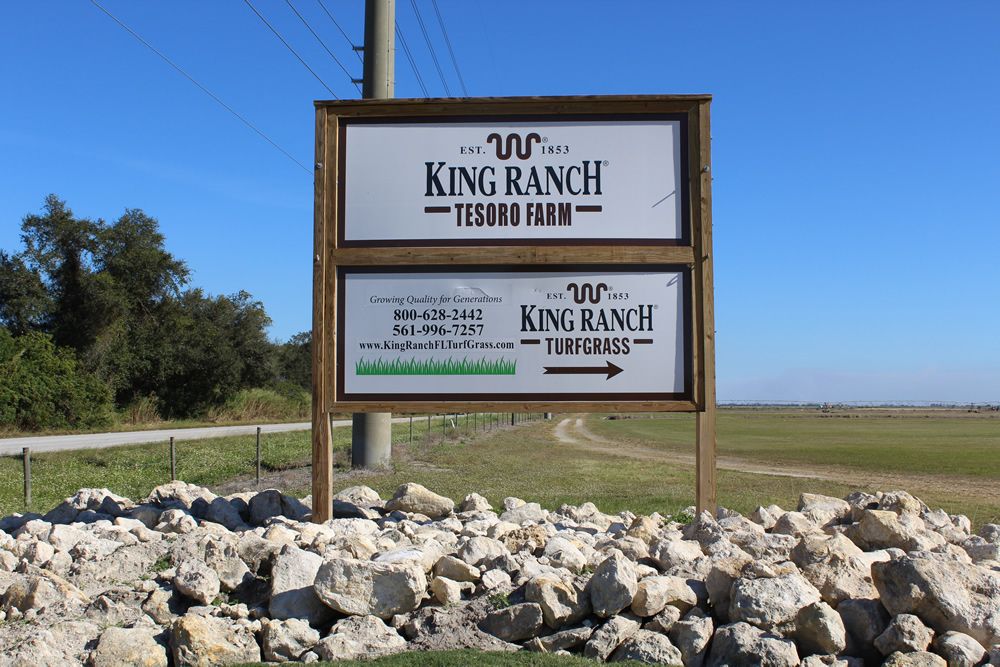 King Ranch Florida Turfgrass, Belle Glade