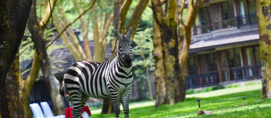 3 DAYS LAKE NAIVASHA SAFARI