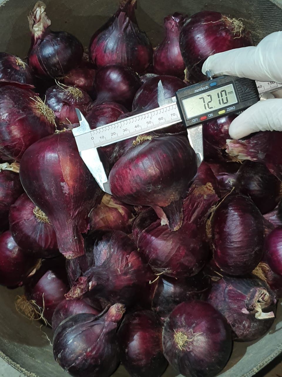 Red Onions