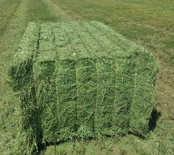 Buy Alfalfa Hay Online. Alfalfa Hay for sale. Hay for sale near me.