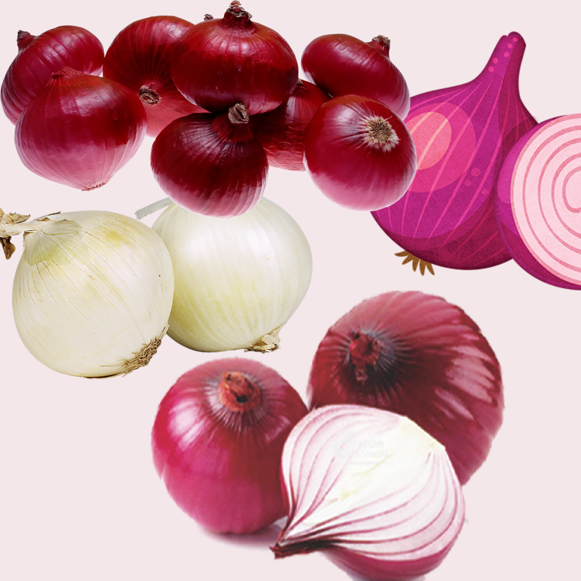 Export Quility Onion 