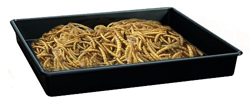 Dried Mealworms Dried Bsfl(Black Solder Fly) Dried Superworms