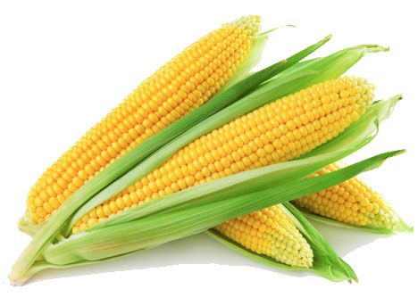 Buy Yellow Corn Wholesale Online