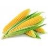 Buy Yellow Corn Wholesale Online