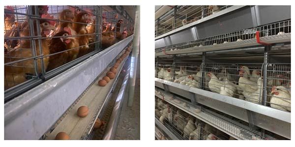 Sustainable Poultry Farming Battery Cage System in Zimbabwe 