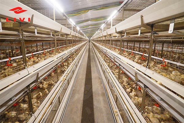Broiler Chicken Cages For Sale 