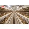 Broiler Chicken Cages For Sale