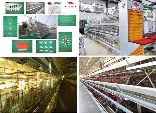 Layer Cages For Sale In Philippines