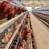 poultry equipment layer battery chicken cage system for sale in modern poultry farm