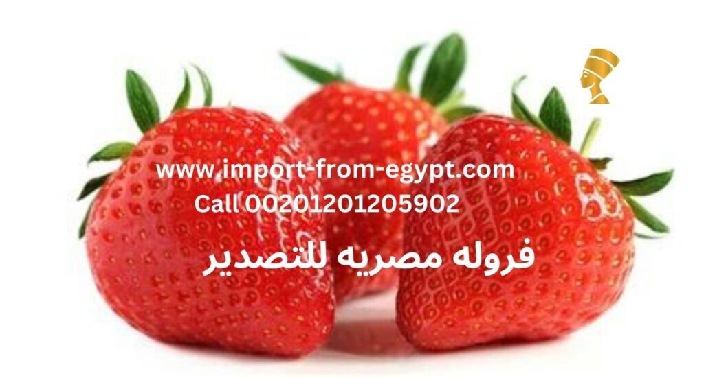 Nefertiti Strawberry Exporter