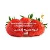 Nefertiti Strawberry Exporter Nefertiti Strawberry Exporter