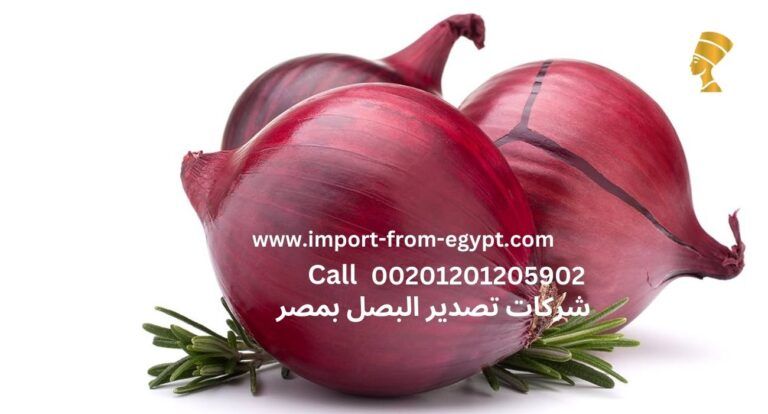 ​Nefertiti Onion Exporter: