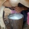 Organic Milk In Chennai