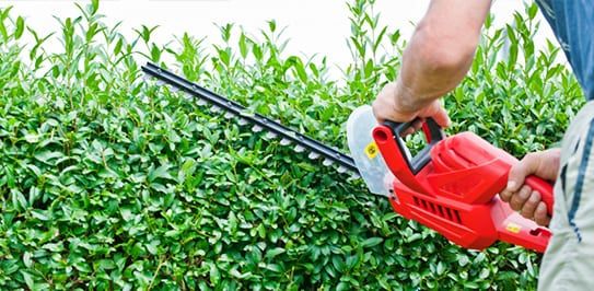Tree Pruning