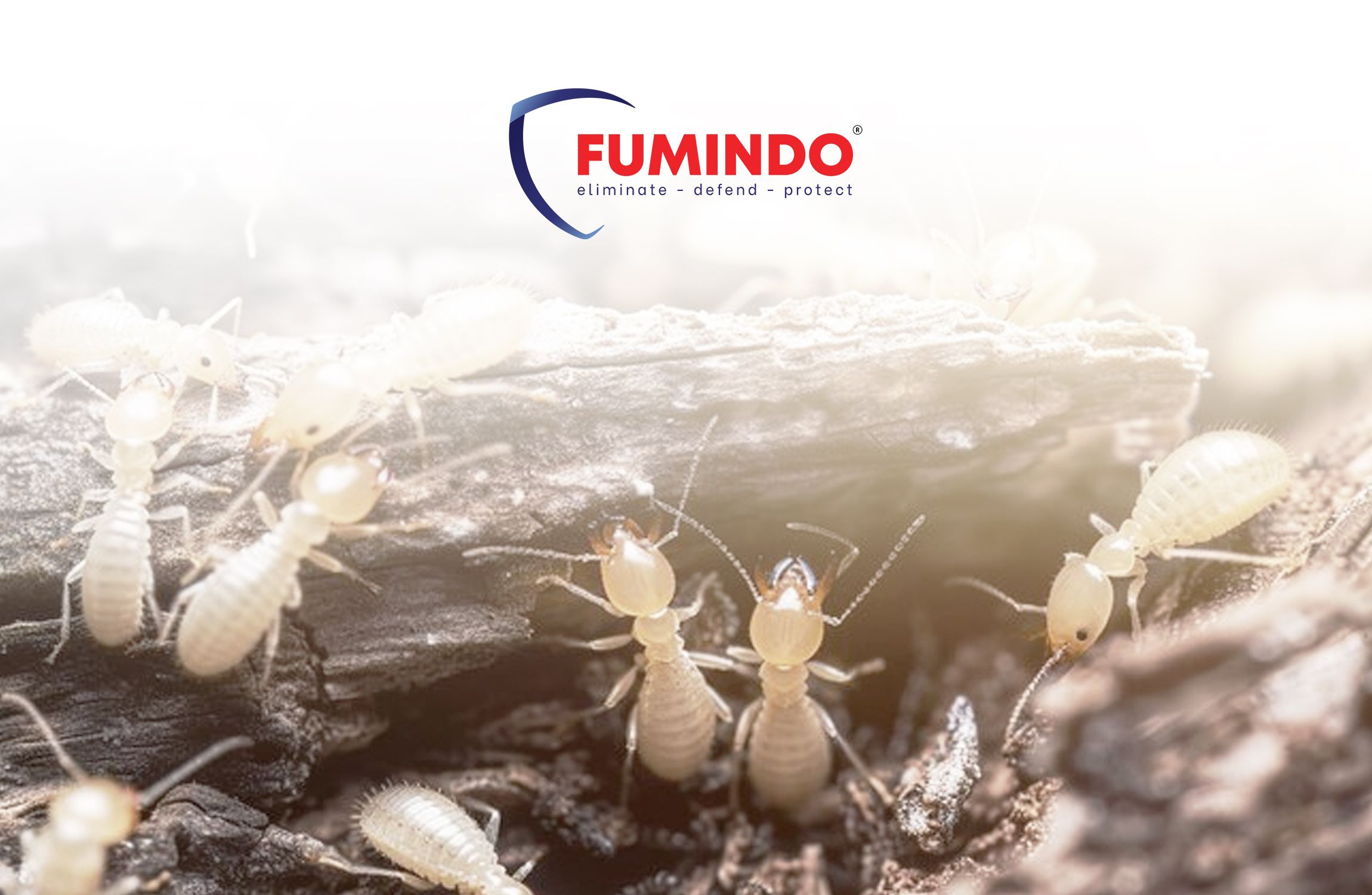 Termite Control