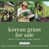 Korean Lawn Grass – Ideal for Lush, Green Lawns in India