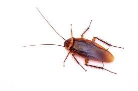 Cockroach Pest Control In Mumbai 