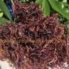 Wholesaler purple sea moss / eucheuma cottonii - 100% natural, wildcrafted
