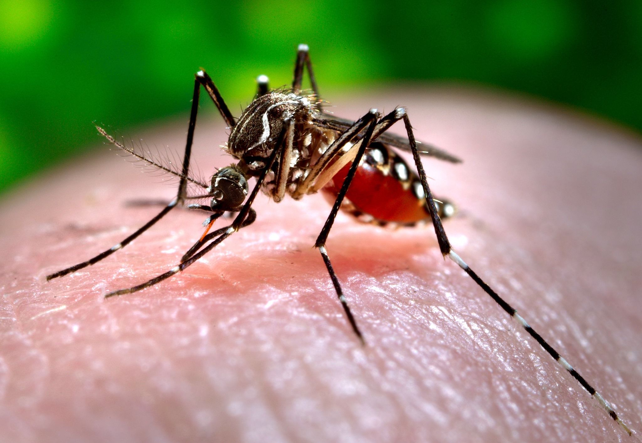 Mosquito Pest Control Singapore