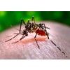 Mosquito Pest Control Singapore