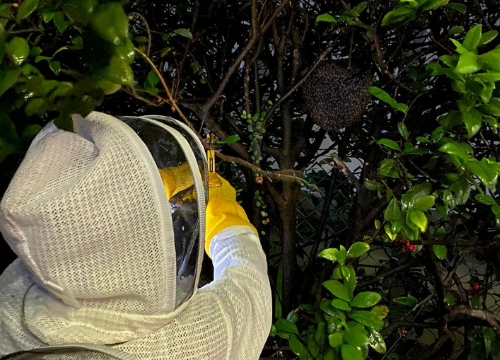 Bee Hive Relocation Services | Singapore | ORIGIN Exterminators